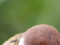 『防寒対策』をとるスズメ　写真家が『生き抜く知恵』を感じる1枚が…