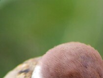 『防寒対策』をとるスズメ　写真家が『生き抜く知恵』を感じる1枚が…