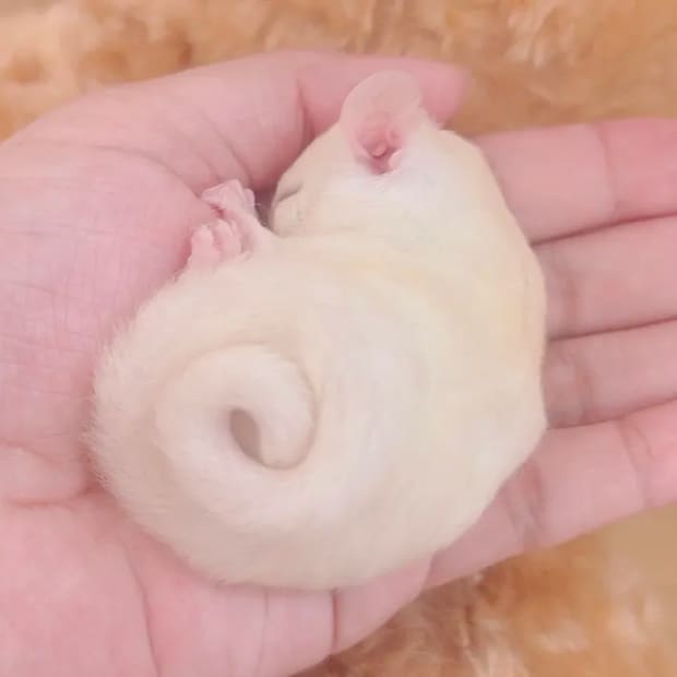 フクロモモンガの赤ちゃん