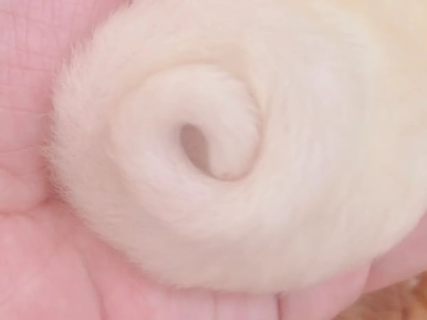 手のひらにおさまるアンモナイトの正体は…？　『ある動物』の赤ちゃんがかわいすぎる！