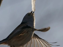 極寒の中３時間待って撮った『奇跡の１枚』とは　「かわいいよりも感動が勝つ」