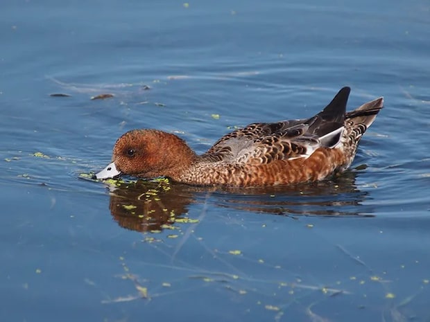 水鳥の写真