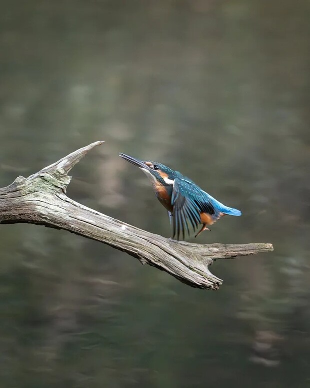 カワセミの画像