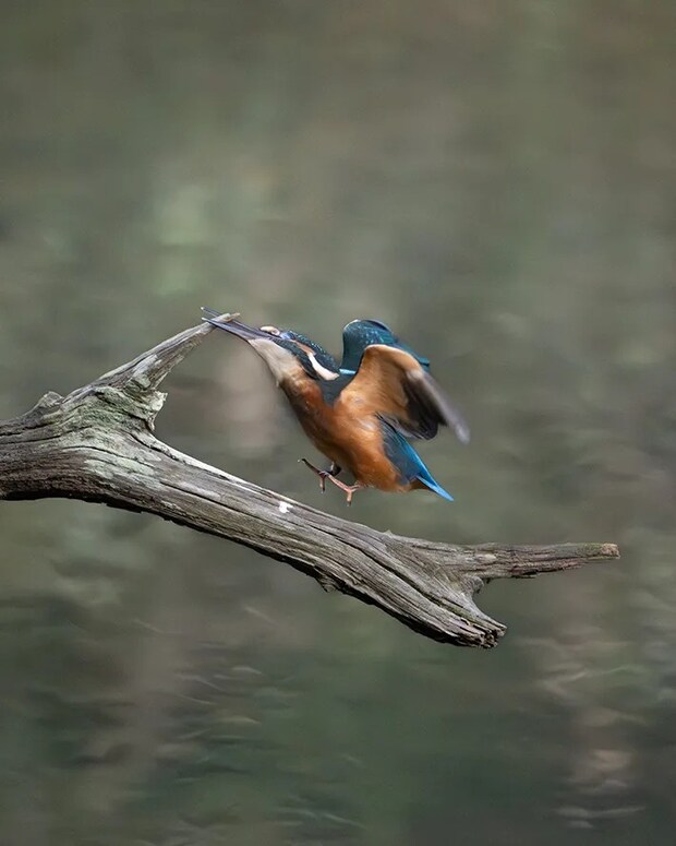 カワセミの画像