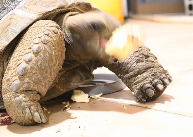 サツマイモを食べるカメ