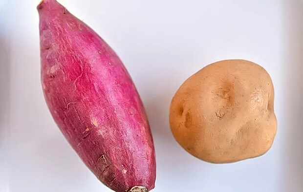 サツマイモとジャガイモの写真（撮影：小泉明代）