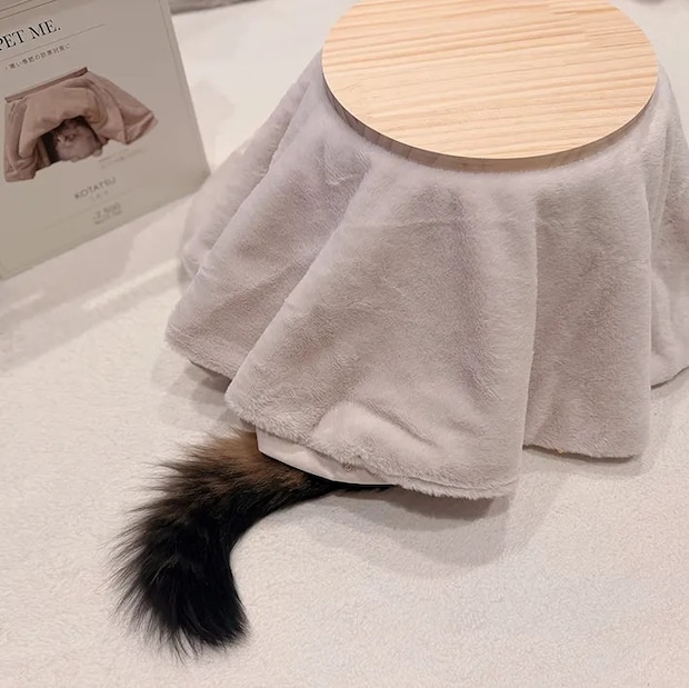 コタツに入る猫