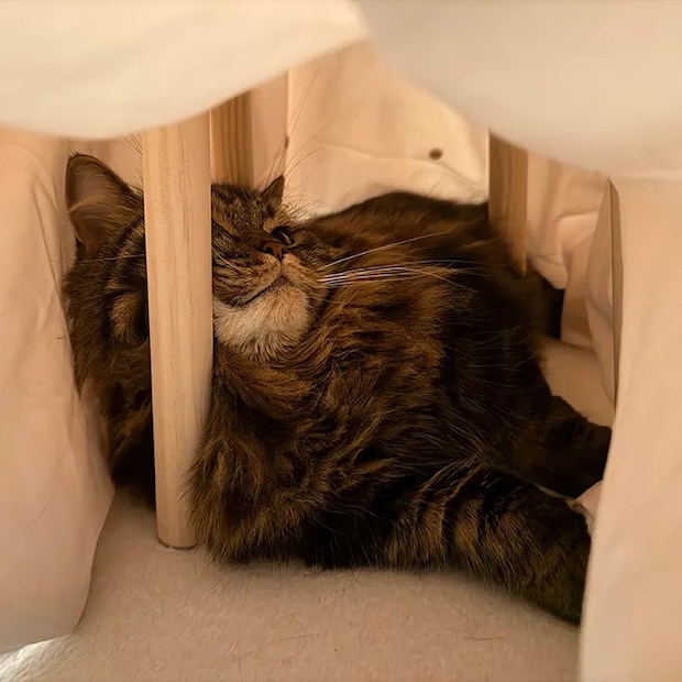 コタツに入る猫