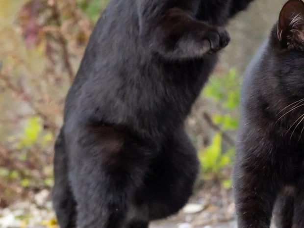 「志村、後ろ―！」　思わず叫びたくなる、黒猫コンビの様子が…【写真家の1枚】