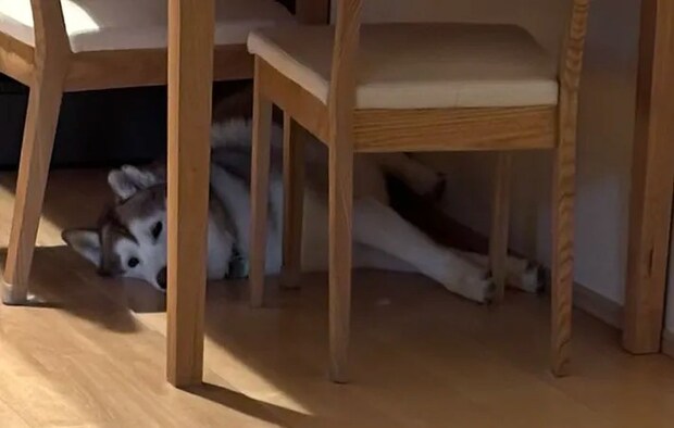 出かける飼い主を遠くから見送るシベリアンハスキーの拡大写真