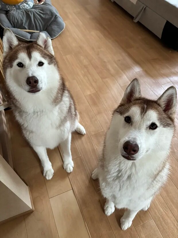 シベリアンハスキーの親子