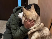 シベリアンハスキーの親子、性格が真逆で…？　飼い主のお見送り方法に「面白すぎる」