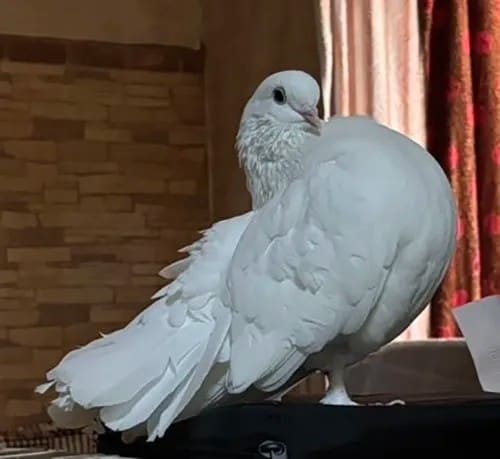 クジャクバトの写真