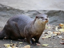 獺祭の『獺』←この正体分かる？　泳ぎが得意な『動物』で…【難読漢字】