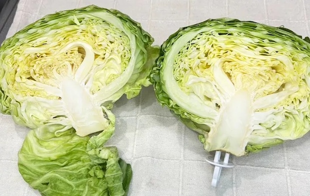 ダイソー『野菜フレッシュキーパー』の使用写真（撮影：キジカク）