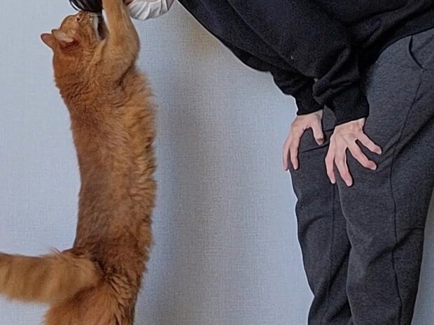 飼い主「褒めてもらった」　仕事を終えて帰宅すると、愛猫が…「なでなでしてる」「最高のご褒美」