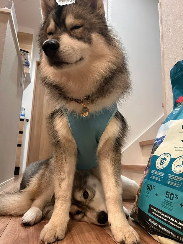 犬の兄弟の写真