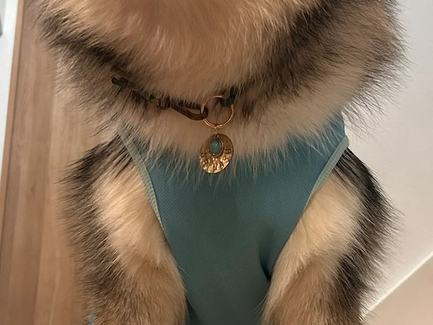 スンッと座る大型犬 足元を見ると…「笑った」「こういう写真大好き」