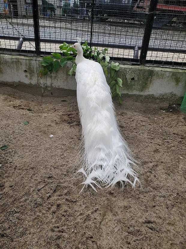 羽を閉じたシロクジャクの写真