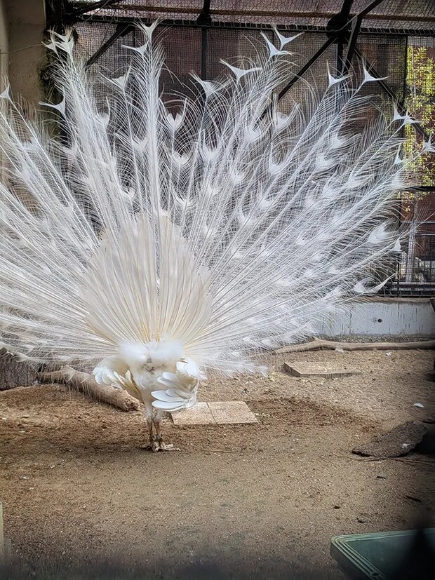 大きな飾り羽を広げるシロクジャクの写真