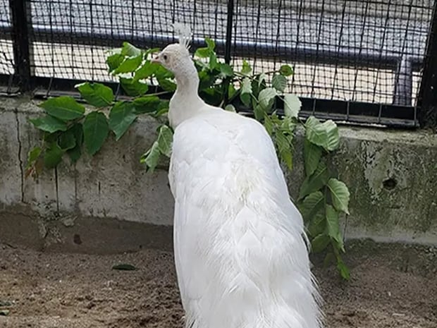 飼育員がエサをあげた後に… おじいちゃんクジャクの驚きの変化に「初めて見た」