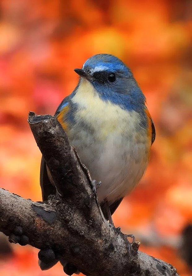 紅葉を背景に、木の上にとまるルリビタキの写真