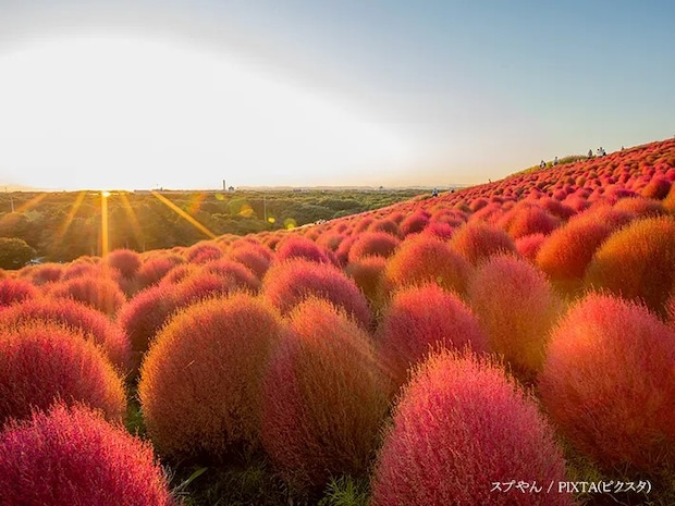 夕暮れのコキア