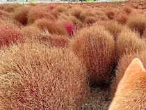 紅葉するコキアと同化していたのは…　公園での１枚に「完璧な擬態」「見間違えそう！」