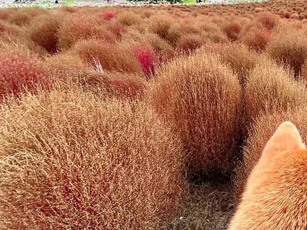 紅葉するコキアと同化していたのは… 公園での1枚に「完璧な擬態」「見間違えそう!」