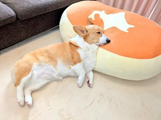 クッションに頭を置いて眠るコーギーの写真