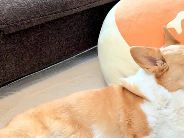 「本州みたい!」と37万いいね! コーギーの『奇跡の寝相』に「笑った」