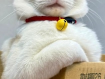 生後5か月の子猫、ダンボールに入ると…　貫禄がありすぎる姿に「笑った」「大物になる予感」