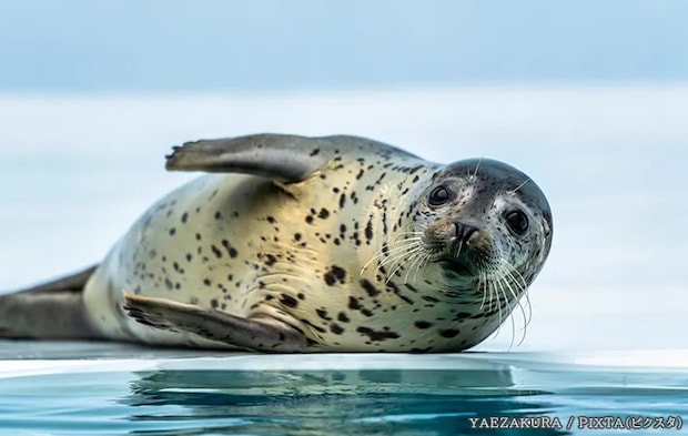 アザラシの写真