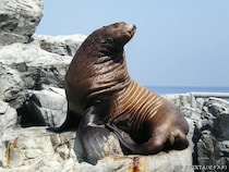 アシカは英語で『sea lion』　では、トドは…？　意外と知らない英語クイズ