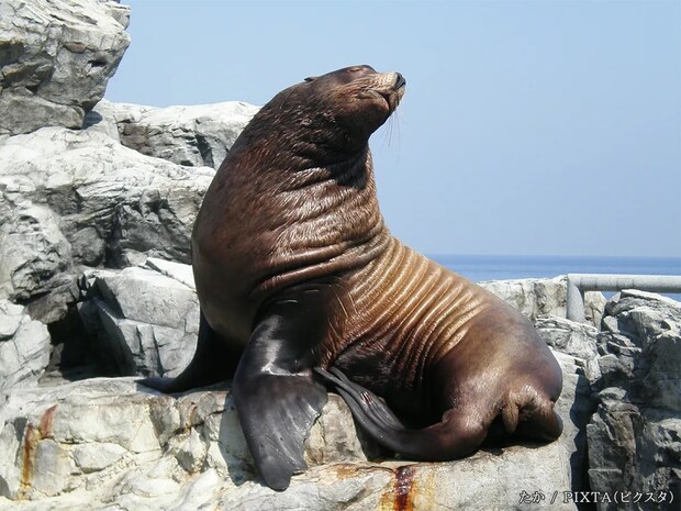 アシカは英語で『sea lion』 では、トドは…? 意外と知らない英語クイズ