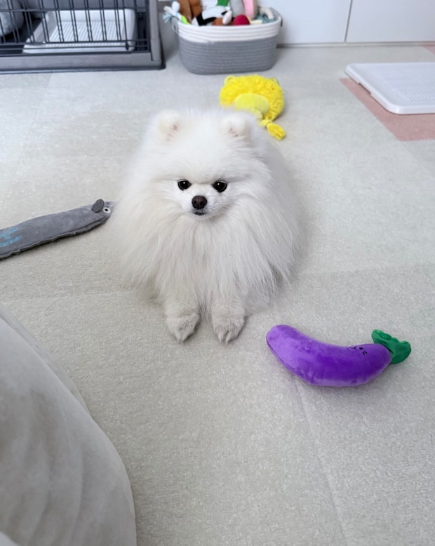ナスのぬいぐるみを置くポメラニアン
