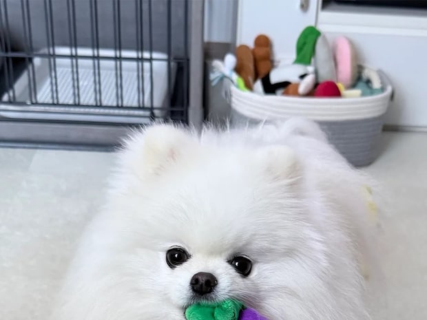 寝込む飼い主への『お見舞い』にぬいぐるみを置いた愛犬 しかし、その後…?