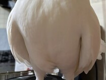 鳥を正面から撮った写真　顔を見ると…「吹いた」「これは真似できない」