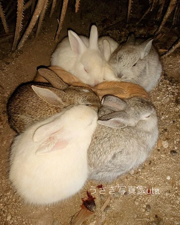 仲よく身を寄せ合うウサギたちの写真
