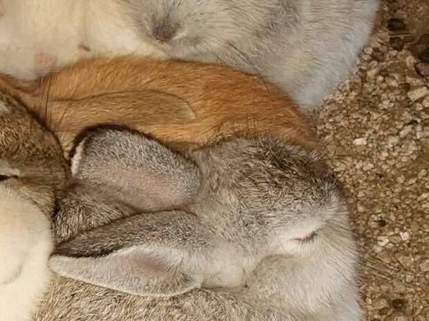 ウサギを追う写真家 大久野島で撮った『冬の名物』の1枚