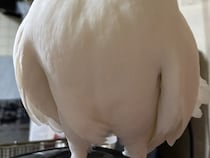 鳥を正面から撮った写真　顔を見ると…「吹いた」「これは真似できない」