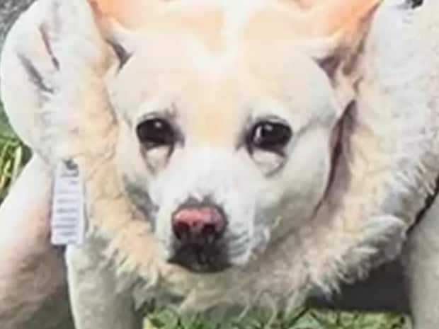 散歩中の犬が見せたまさかのポーズに「強そう!」「笑いをこらえるのに必死!」