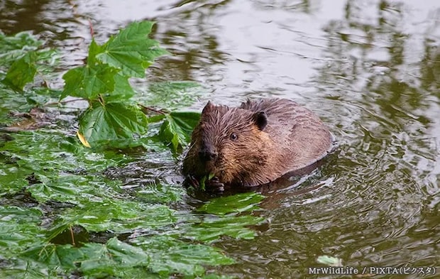 ビーバーの写真