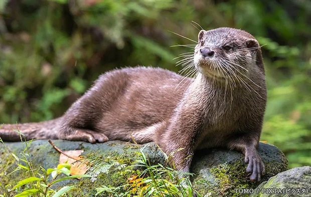 カワウソの写真