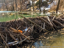 『生態系のエンジニア』と呼ばれる生き物は…？　意外と知らない動物の英語名