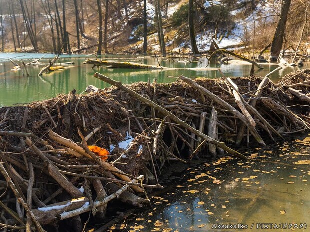 『生態系のエンジニア』と呼ばれる生き物は…？　意外と知らない動物の英語名