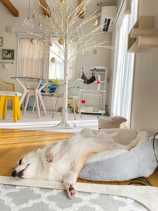 コーギーとクリスマスツリーの写真