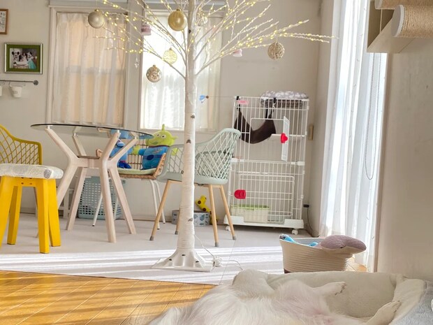 飼い主「クリスマスツリー出した」 一緒に写っていた愛犬の姿に「ツリーが目がいかない」「流れ出てる…」