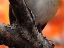 秋の山で5時間粘って…　野鳥愛好家が撮った『青いモフモフ』に「美しい」