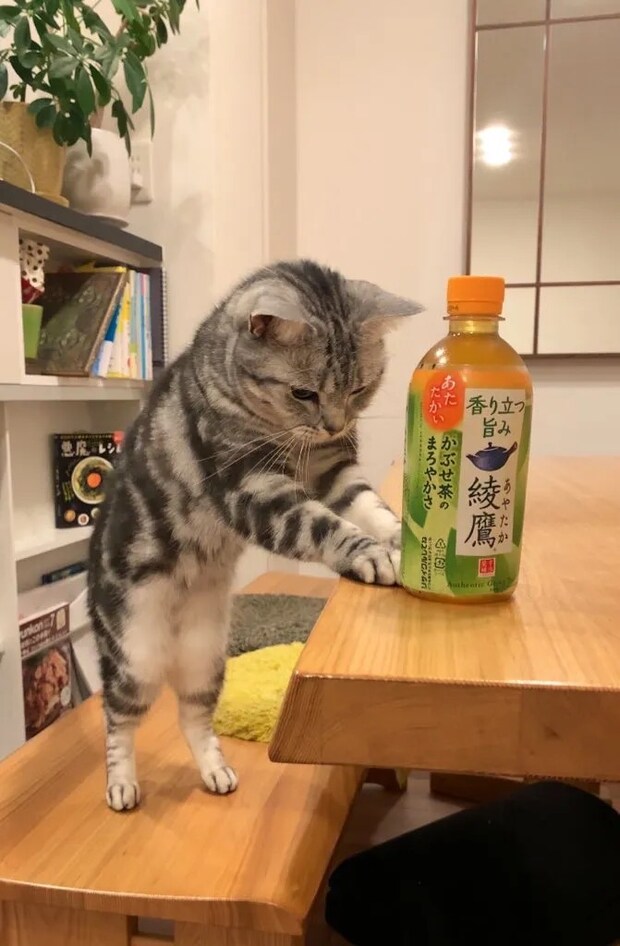 お茶のペットボトルに前脚を添える猫の写真